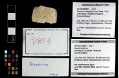 Foto (Objekt + Etikett) von Goniodromites sp.  (NHMW-GEO-2014-0194-0851)
